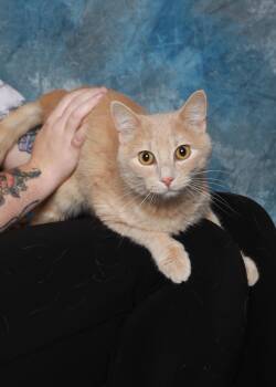 Rescue Domestic Short Hair Cats for Adoption in Rock Falls, Illinois - Nacho Fry | PetCurious