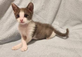 PICASSO -  Domestic Short Hair Cat for Adoption in Colorado Springs, Colorado - PICASSO | PetCurious