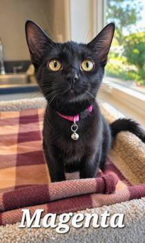 Magenta -  Domestic Short Hair Cat for Adoption in Sidney, Ohio - Magenta | PetCurious