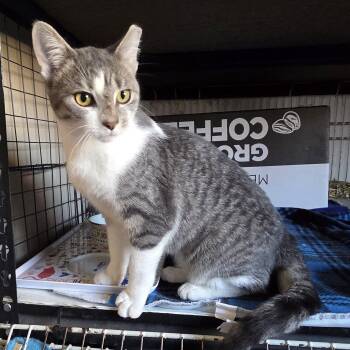 Rescue Tabby and Domestic Short Hair Cats for Adoption in Wyandotte, Michigan - Lizzy | PetCurious