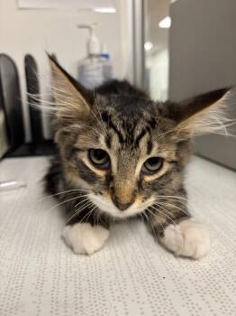 Domestic Medium Hair Cats Available for Adoption - Jameson | PetCurious