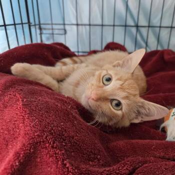 Rescue Domestic Short Hair Cats for Adoption in Reisterstown, Maryland - Noodle (paired With Marsha) | PetCurious