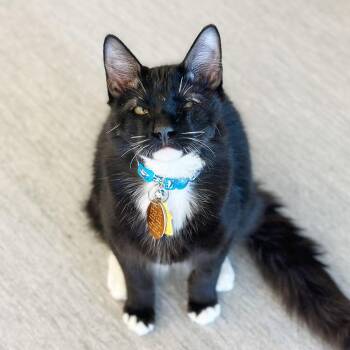 Domestic Short Hair Cats Available for Adoption - Bootsie | PetCurious