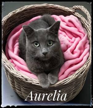 Rescue Domestic Short Hair Cats for Adoption in El Cajon, California - Aurelia | PetCurious