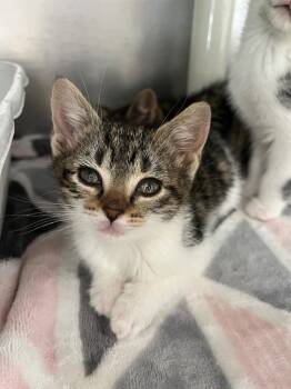 Domestic Short Hair Cats Available for Adoption in Pomona, New York - Amy March | PetCurious
