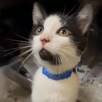 Mochi -  Domestic Short Hair Cat for Adoption in Chicago, Illinois - Mochi | PetCurious