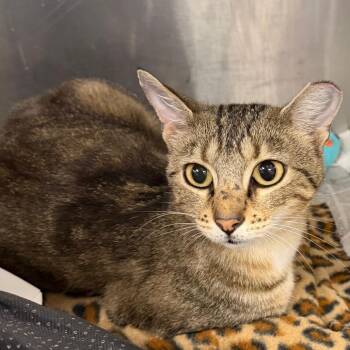 Winnie -  Domestic Short Hair Cat for Adoption in Belleville, Illinois - Winnie | PetCurious