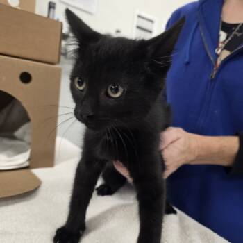 Rescue Domestic Short Hair Cats for Adoption - Meowchael Jackson | PetCurious