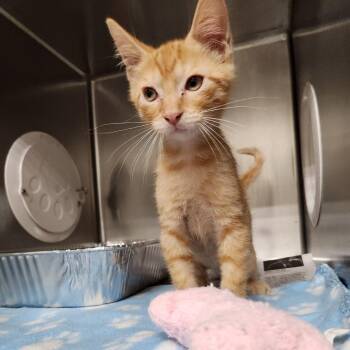 Gary -  Domestic Medium Hair Cat for Adoption in Milton, Florida - Gary | PetCurious