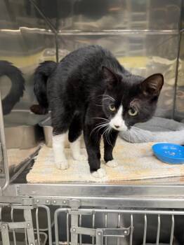 Spotify -  Domestic Short Hair Cat for Adoption in Maumelle, Arkansas - Spotify | PetCurious