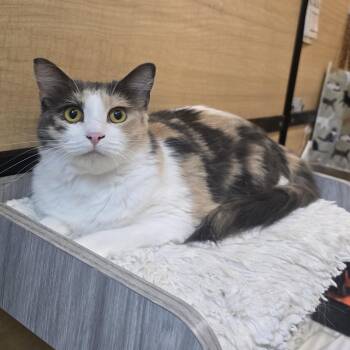 Waffle -  Dilute Tortoiseshell Cat for Adoption in Warr Acres, Oklahoma - Waffle | PetCurious
