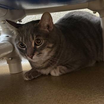 Domestic Short Hair Cats Available for Adoption in Riverside, California - Ace | PetCurious