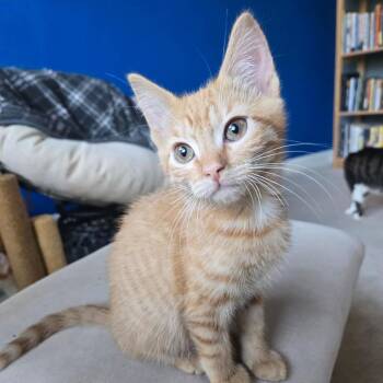 Bobby Jo -  Domestic Short Hair Cat for Adoption in Bentonville, Arkansas - Bobby Jo | PetCurious