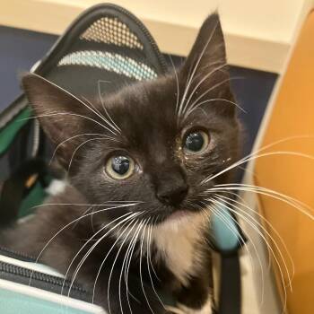 Chihuahua -  Domestic Short Hair Cat for Adoption in Jersey City, New Jersey - Chihuahua | PetCurious