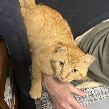 Teddy -  Domestic Short Hair Cat for Adoption in Lemoyne, Pennsylvania - Teddy | PetCurious