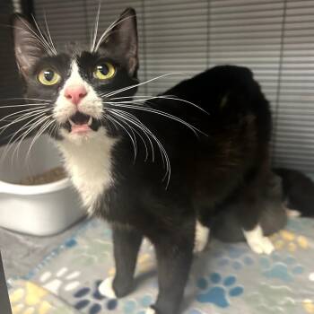 Domestic Short Hair Cats Available for Adoption in Huntsville, Alabama - Marceline | PetCurious