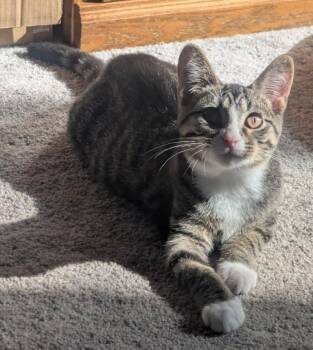Sneakers -  Domestic Short Hair Cat for Adoption in Reeseville, Wisconsin - Sneakers | PetCurious