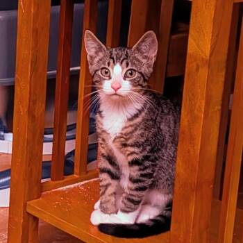 Piglet (bonded with Eeyore) -  Domestic Short Hair Cat for Adoption in Reisterstown, Maryland - Piglet (bonded With Eeyore) | PetCurious