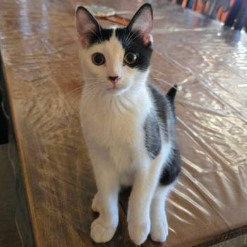 Magnolia -  Domestic Short Hair Cat for Adoption in Wilsonville, Oregon - Magnolia | PetCurious