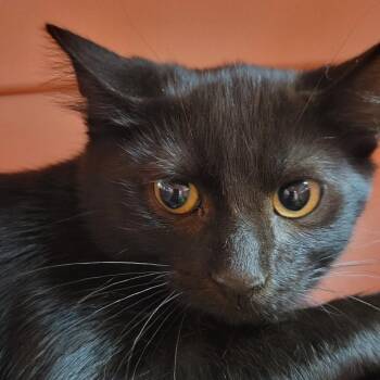 Spark -  Domestic Short Hair Cat for Adoption in Milan, Illinois - Spark | PetCurious
