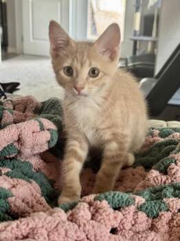 Posie (pre adopt) -  Domestic Short Hair Cat for Adoption in Fort Worth, Texas - Posie (pre Adopt) | PetCurious