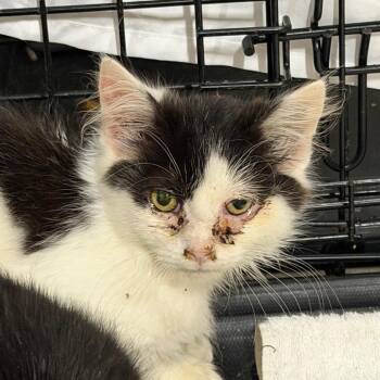 Ted -  Domestic Short Hair Cat for Adoption in Watertown, New York - Ted | PetCurious