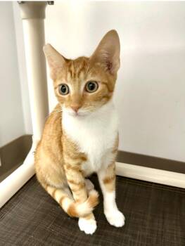 Rescue Tabby Cats for Adoption in Westlake Village, California - Lucy | PetCurious