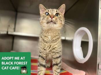 Domestic Short Hair Cats Available for Adoption in Fort Wayne, Indiana - BISCUIT | PetCurious