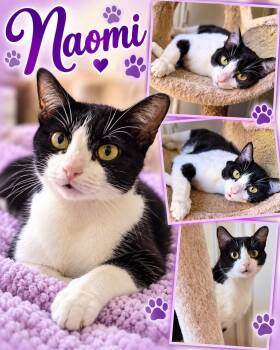 Naomi -  Domestic Short Hair Cat for Adoption in Fort Worth, Texas - Naomi | PetCurious