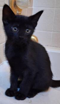 Rescue Domestic Short Hair Cats for Adoption in Baltimore, Maryland - Echo (Sadie