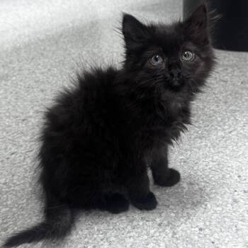 Freddie -  Domestic Long Hair Cat for Adoption in Pottsville, Pennsylvania - Freddie | PetCurious