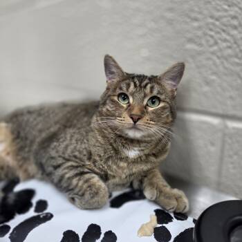 Rescue Domestic Short Hair Cats for Adoption in Incline Village, Nevada - Ru | PetCurious