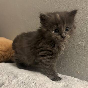 Rye -  Domestic Long Hair Cat for Adoption in Waynesburg, Pennsylvania - Rye | PetCurious