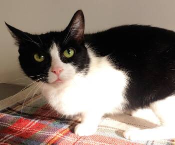 Rescue Domestic Short Hair Cats for Adoption in Belmont, New York - Minnie | PetCurious
