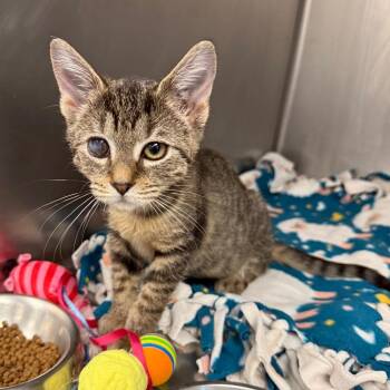 Meowscarda -  Domestic Short Hair Cat for Adoption in West Palm Beach, Florida - Meowscarda | PetCurious