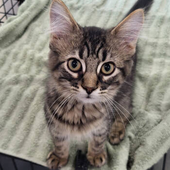 Rescue Domestic Medium Hair Cats for Adoption in Granby, Missouri - Maverick AKA AA 62 | PetCurious