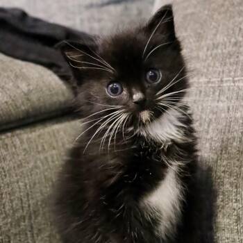 Rescue Domestic Short Hair Cats for Adoption in Blackfoot, Idaho - Raven | PetCurious