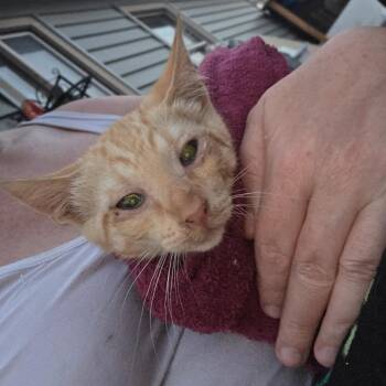 Pumpkin -  Domestic Short Hair Cat for Adoption in Moses Lake, Washington - Pumpkin | PetCurious