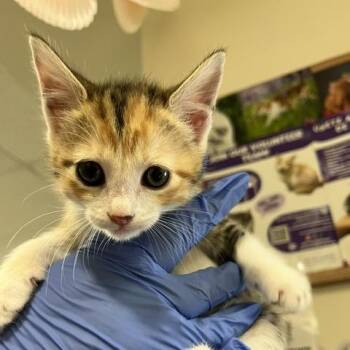 Sassy -  Domestic Long Hair Cat Available for Adoption in Los Angeles, California - Sassy | PetCurious
