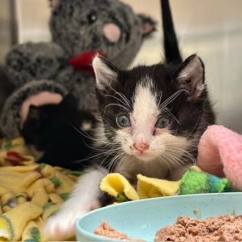 Domestic Short Hair Cats Available for Adoption in Riverside, California - DEEDEE | PetCurious