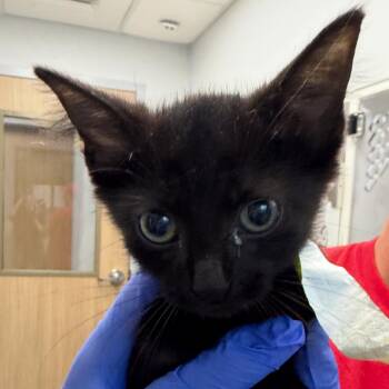 Nyra (12) -  Domestic Short Hair Cat for Adoption in Marshall, Texas - Nyra (12) | PetCurious