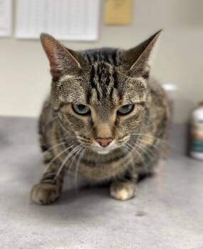 Tiny -  Domestic Short Hair Cat for Adoption in Bemidji, Minnesota - Tiny | PetCurious