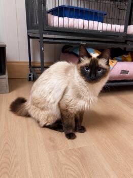 Siamese and Ragdoll Cats Available for Adoption in St. Augustine, Florida - Clover | PetCurious