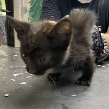 Rescue Domestic Short Hair Cats for Adoption in Austin, Texas - Xorcist 27 | PetCurious