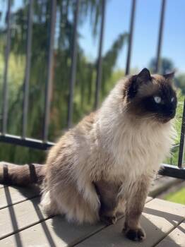 Ragdoll Cats Available for Adoption in Hillsboro, Oregon - MIKKO - Offered By Owner - Purebred Ragdoll | PetCurious