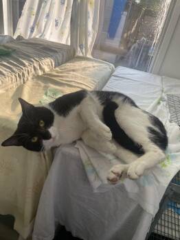 Papa Shandy -  Domestic Short Hair Cat for Adoption in Trenton, New Jersey - Papa Shandy | PetCurious