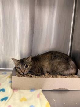 BANANA BREAD -  Domestic Short Hair Cat for Adoption in Indianapolis, Indiana - BANANA BREAD | PetCurious