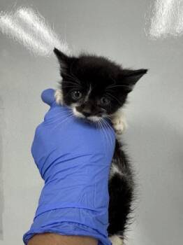 Domestic Short Hair Cats Available for Adoption in North Charleston, South Carolina - 06336B Kiwi | PetCurious