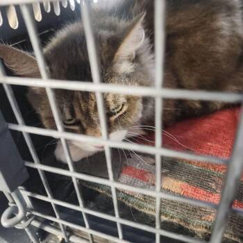 Izzy -  Domestic Short Hair Cat Available for Adoption in Kingman, Arizona - Izzy | PetCurious
