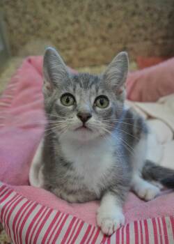 Dustpan 63840 -  Domestic Short Hair Cat for Adoption in Aiken, South Carolina - Dustpan 63840 | PetCurious
